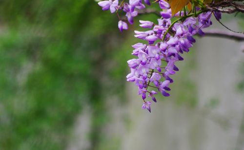 紫藤养护与开花技巧：打造浪漫花海