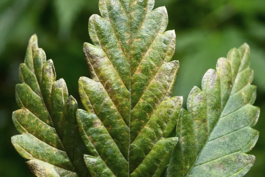 植物病毒的传播途径主要有哪些？