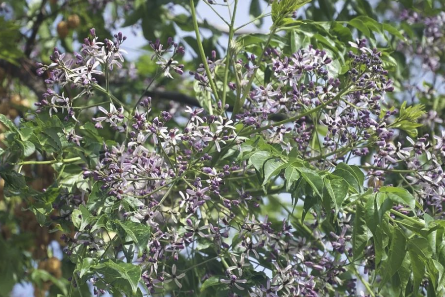 楝树的种植方法是什么样的？