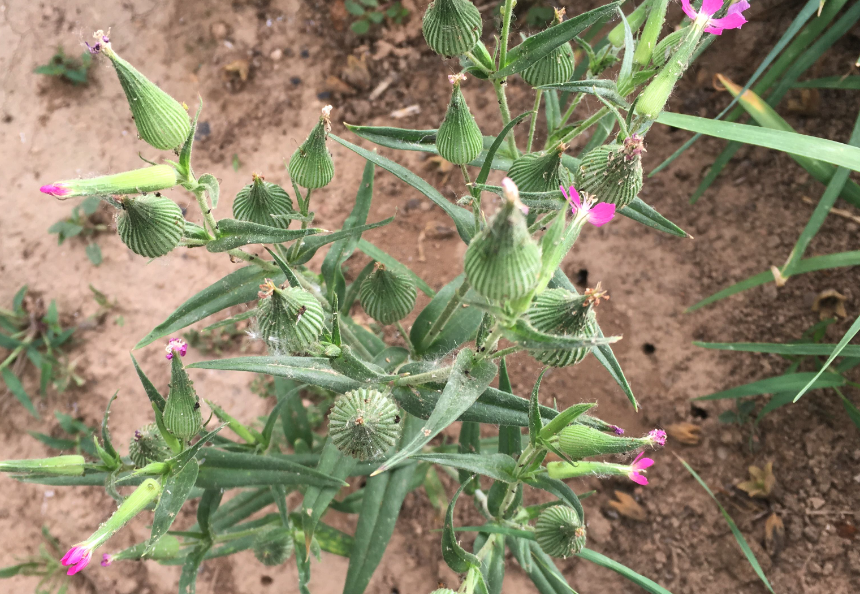 旱麦瓶草的种植方法和准备事项？