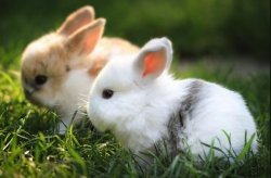 肉兔的生长周期多久，怎么提升生长速度 ？