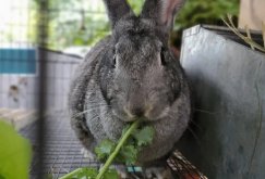 家兔饲料中的添加剂有哪些 ？