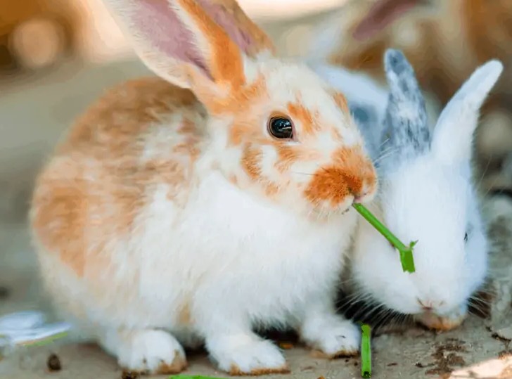 家兔饲料如何补充钙和磷 ？