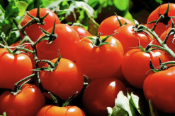 <b>转基因番茄对生物多样性有什么影响？</b>
