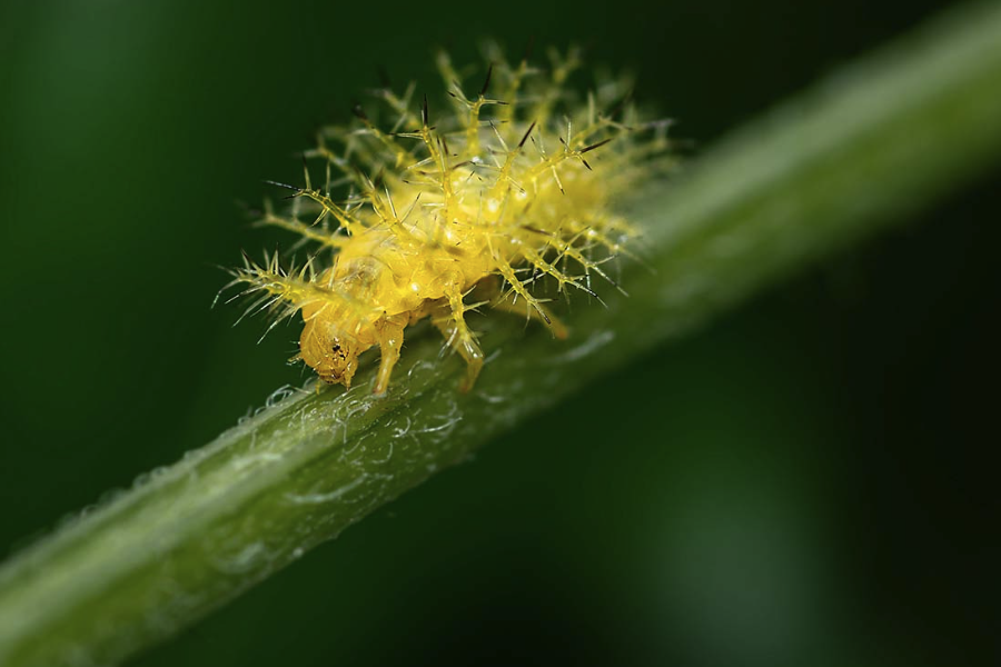 豆甲虫幼虫会影响哪些植物?