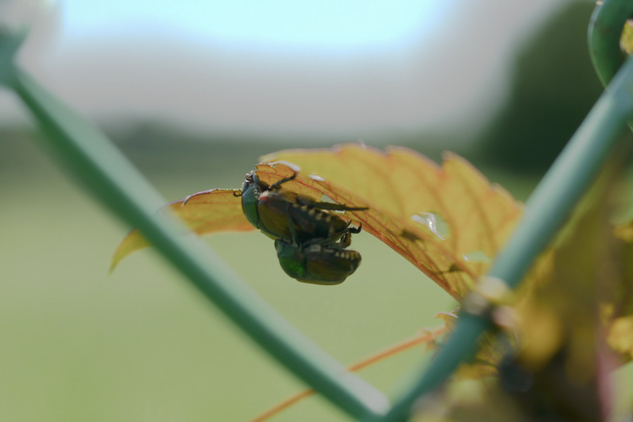 豆甲虫怎么进行繁殖？