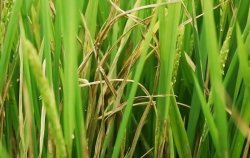 <strong>水稻发生纹枯病的表现症状有哪些？</strong>