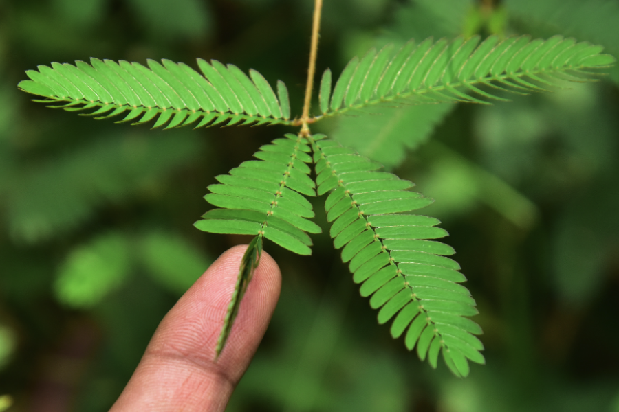 耐涝植物的耐性和机理是什么样的？