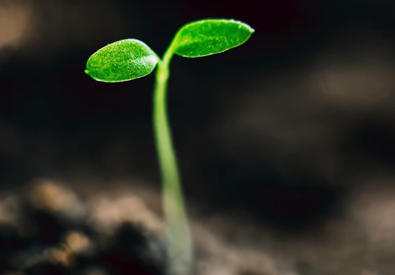 蔓竹杞种子培育和催芽方法 ？