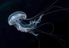 灯塔水母生活在哪些海域，有毒性吗 ？