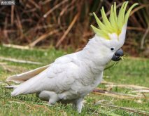 葵花凤头鹦鹉的外形和声音有什么特点？