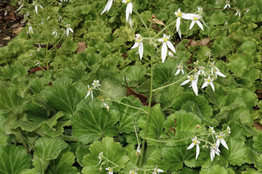 雨水多栽种虎耳草需要注意什么?