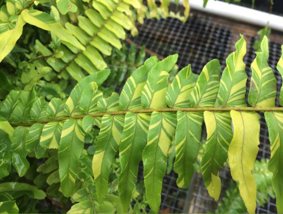 波士顿肾蕨是什么植物，有什么形态特点 ？