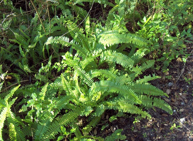 波士顿肾蕨是什么植物，有什么形态特点 ？