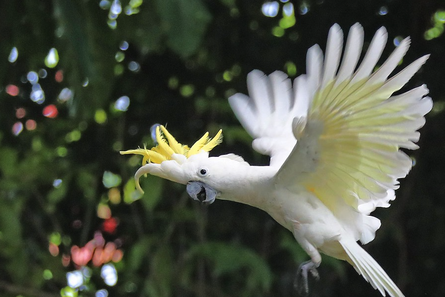 葵花凤头鹦鹉的寿命多久，饲养需要注意什么?
