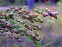 黍子成熟季节遇到雨水有什么影响？