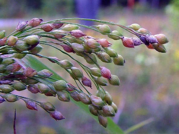 黍子成熟季节遇到雨水有什么影响？