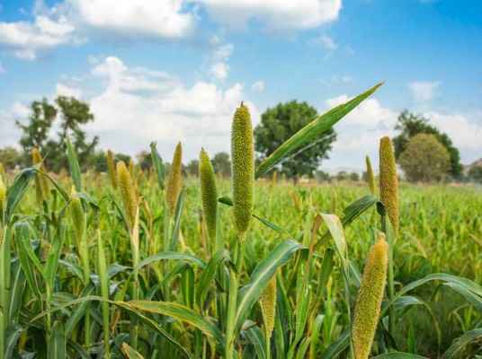 盐碱地可以种植谷子吗？