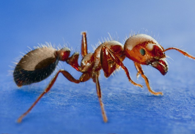 红火蚁被咬后有什么表现 ？