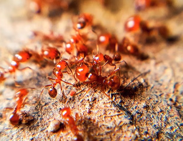 红火蚁有哪些生态习性，繁殖能力怎么样 ？