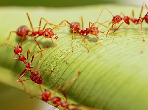 火蚁是什么蚂蚁，有哪些特点 ？