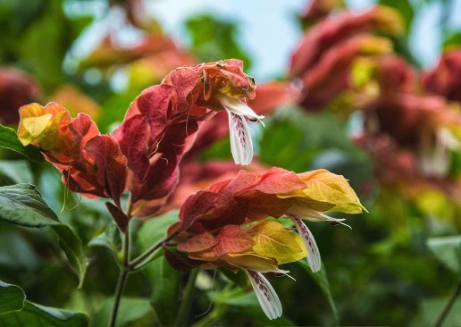 虾衣花怎么进行基肥和追肥 ？