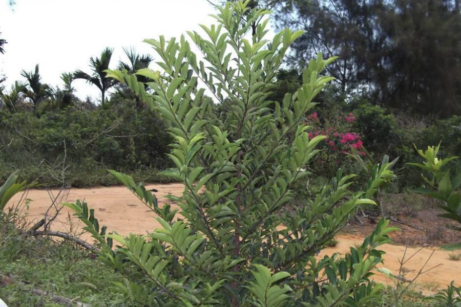 灌木植物和乔木植物有什么不同点？