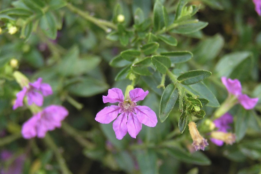 紫萼距花是什么植物，有什么特点？