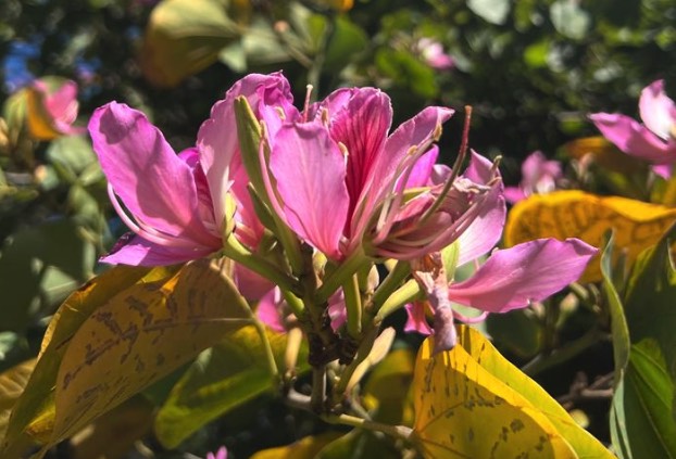 怎么欣赏大花紫薇花朵 ？