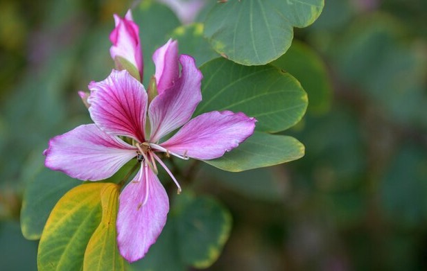 怎么欣赏大花紫薇花朵 ？