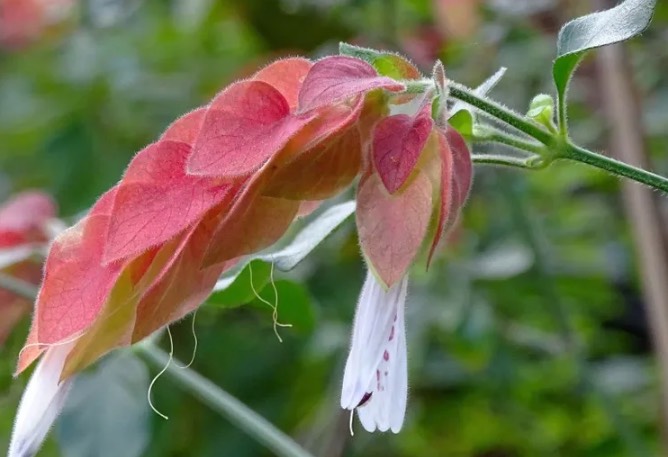 红虾花分株时候需要注意什么 ？