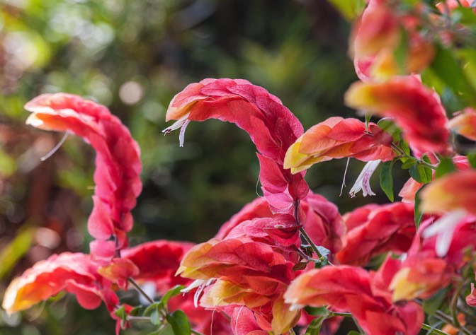 红虾花茎头插芽的方法有哪些 ？