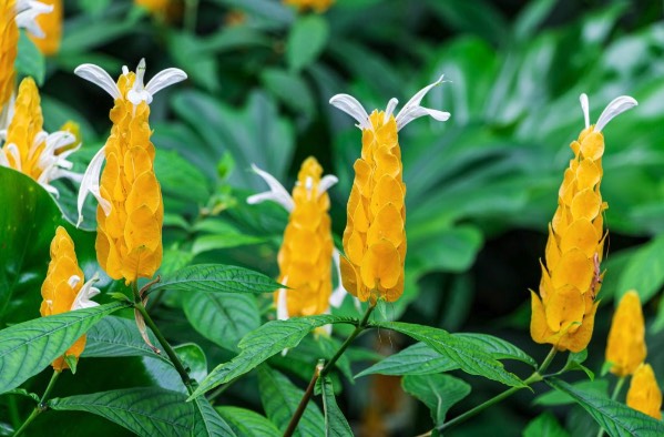 红虾花是什么植物，有什么形态特点？