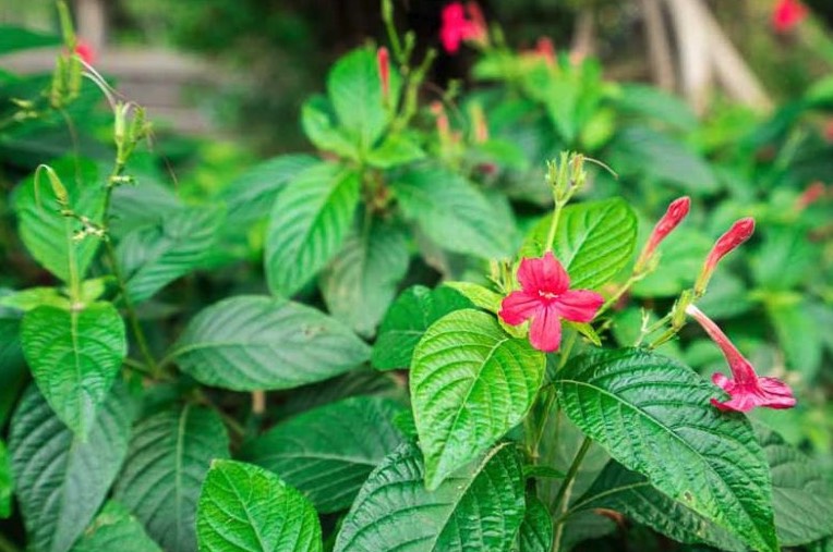  大花芦莉怎么进行繁殖 ？