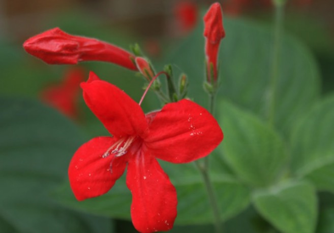 大花芦莉是什么植物，有什么形态特点 ？