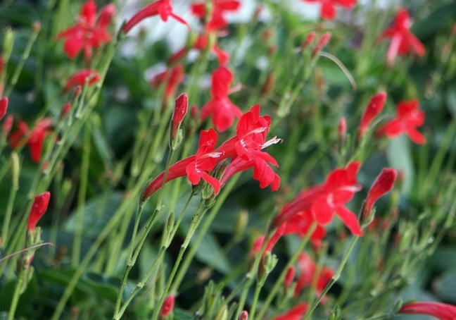 大花芦莉是什么植物，有什么形态特点 ？