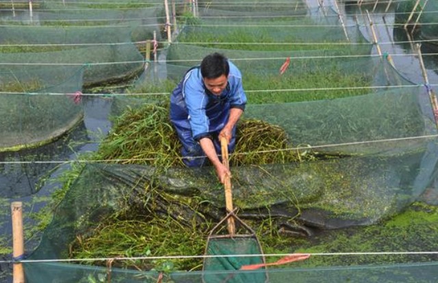 黄鳝池塘里面的水草腐烂了怎么处理？