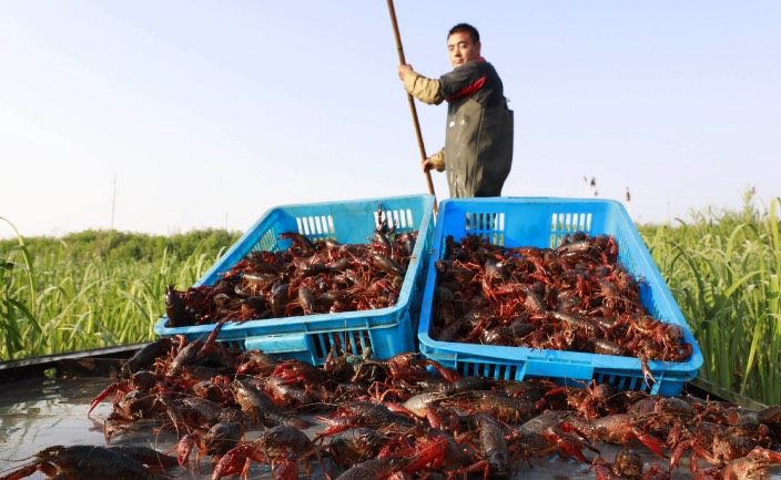 克氏原螯虾繁殖季节是什么时候，繁殖能力怎么样 ？