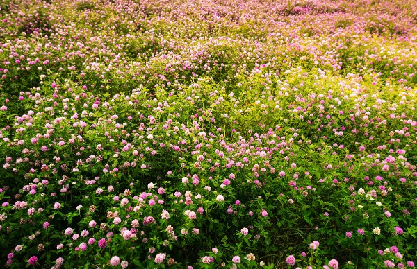 紫花苜蓿怎么进行栽种，花期在什么时候 ？