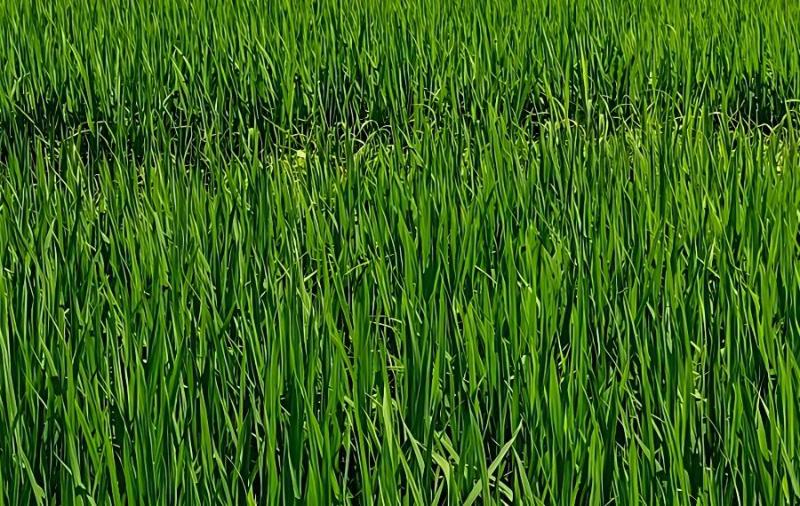 水稻孕穗期指的是哪段时期？