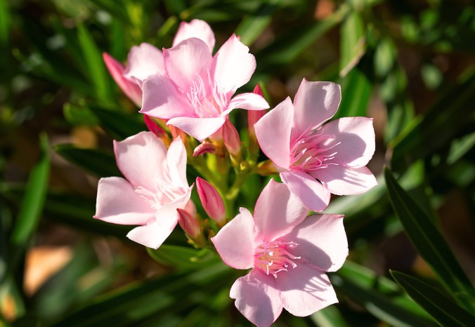 盐碱地可以种植夹竹桃吗 ？