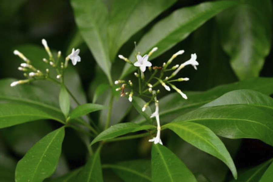 萝芙木是什么植物，有什么形态特点？