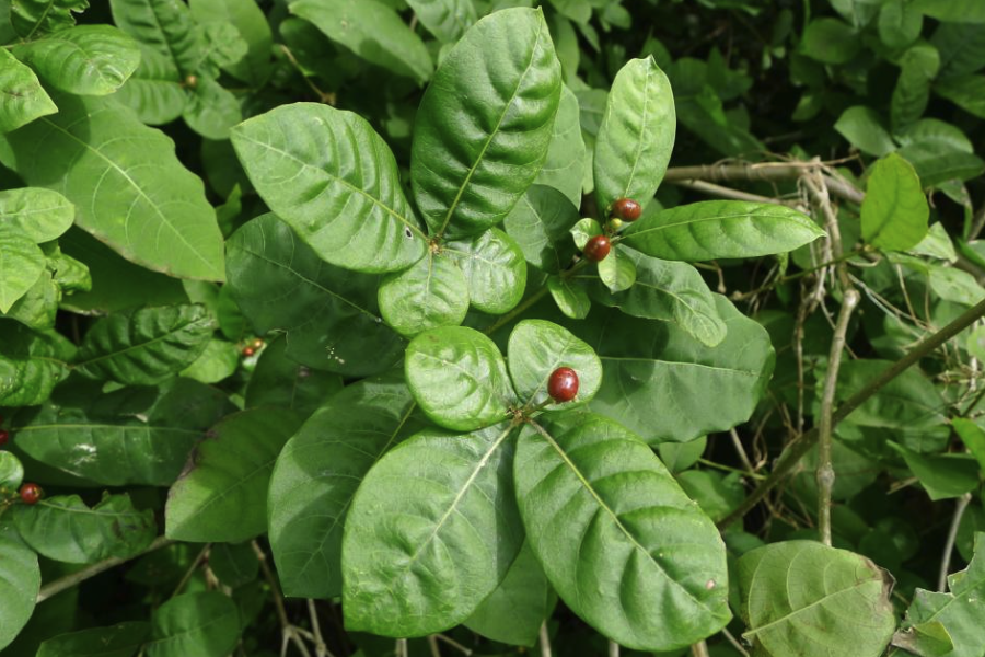 萝芙木是什么植物，有什么形态特点？