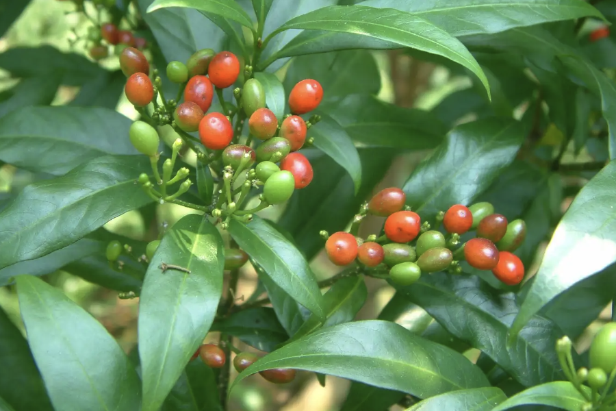 萝芙木的栽种方法是什么？