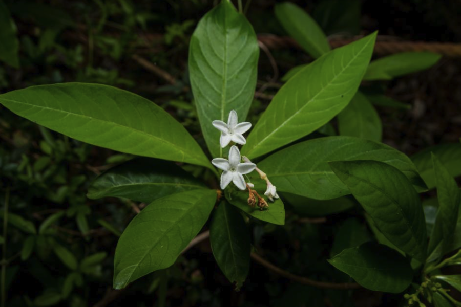 萝芙木的盆栽方法介绍？