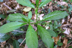 <strong>萝芙木怎么铺施基肥和基质？</strong>