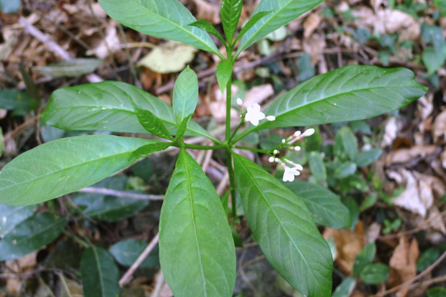 萝芙木怎么铺施基肥和基质？