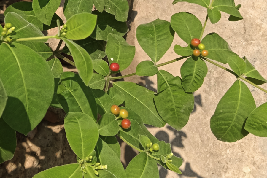 萝芙木怎么铺施基肥和基质？