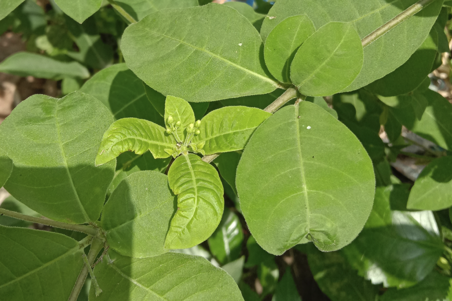 萝芙木栽种前对基质有什么要求？