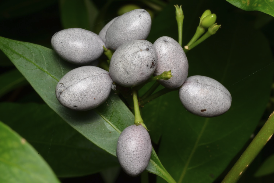 萝芙木种子培育和催芽方法？